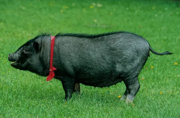 Minischwein Mit Halstuch Minischwein Mit Halstuch — Stockfoto
