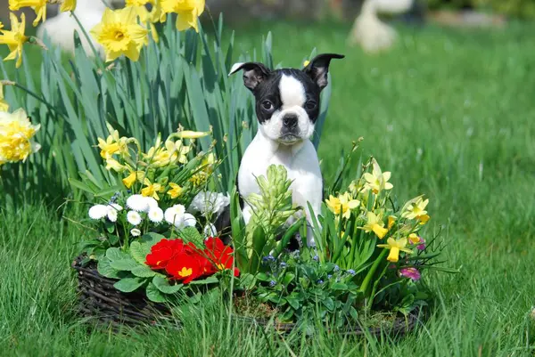 Retrato Boston Terrier Filhote Cachorro Sentado Entre Flores Primavera — Fotografia de Stock