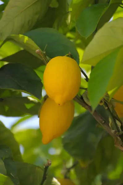 Limones Maduros Citrus Limon Árbol Limón Cítrico Lima Rose Garden — Foto de Stock