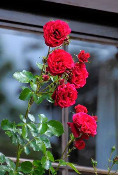 Czerwone Róże Wspinaczkowe Drewnie Przy Oknie Maulbronn Schmie — Zdjęcie stockowe