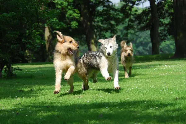 Melez Bir Evcil Köpek Köpek Lupus Familiaris Genç Bir Alaska — Stok fotoğraf