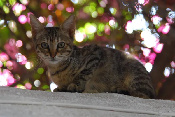 Młody Kotek Domowy Pręgowany Ścianie Przed Jasnymi Kwiatami Cyklady Grecja — Zdjęcie stockowe