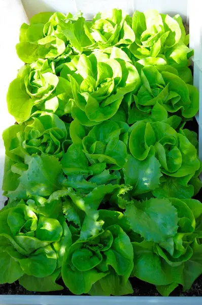 Leaf Lettuce Cold Frame — Stock Photo, Image