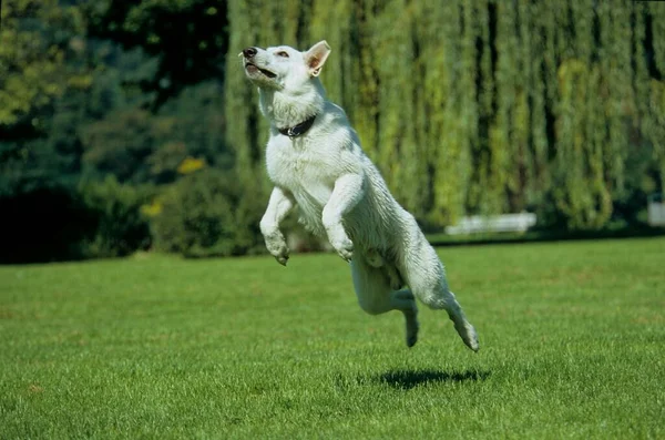 Close View White Shepherd Dog Jumping Green Grass — Stock Photo, Image