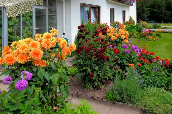 バーデン ウォルテンベルク 夏の花園を持つブラックフォレストハウス 庭の異なる夏の花 — ストック写真