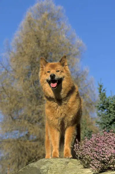Γκρο Πλαν Άποψη Του Σκύλου Μίξης Eurasier — Φωτογραφία Αρχείου