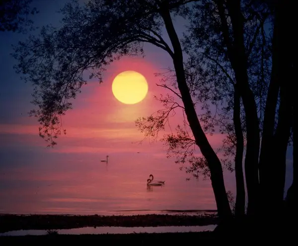 コンスタンス湖の夜の雰囲気 日没にスワン — ストック写真