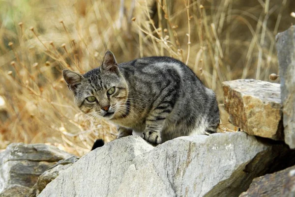 Domestic Cat Tabby Kíváncsian Kukucskál Egy Kőfalról Tinos Island Kerékpárok — Stock Fotó