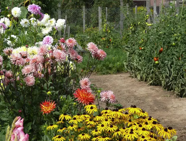 Πολυετής Κήπος Καλοκαίρι Διάφορα Λουλούδια Στον Κήπο Κήπο Εξοχικό Σπίτι — Φωτογραφία Αρχείου