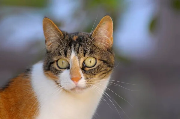 Kot Domowy Wielokolorowy Kontaktem Wzrokowym — Zdjęcie stockowe
