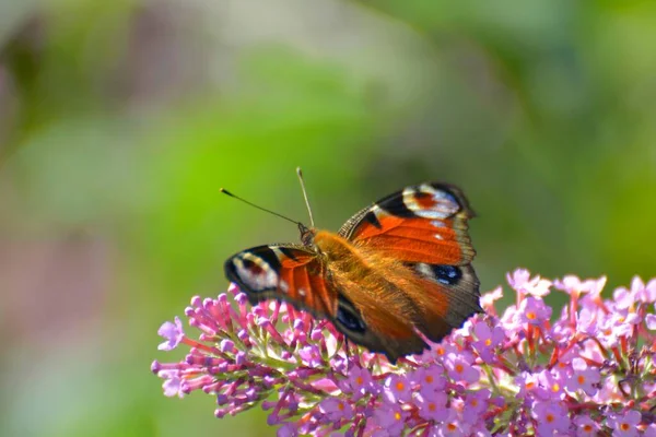 Paw Motyl Krzewie Motyla — Zdjęcie stockowe