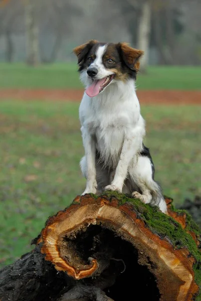 Kromfohrlnder 平整的头发 深褐色斑纹 坐在一个被砍伐的空心圆木上 Fci标准号 192 带有深褐色斑纹 坐在一只空心的家犬 Canis Lupus — 图库照片
