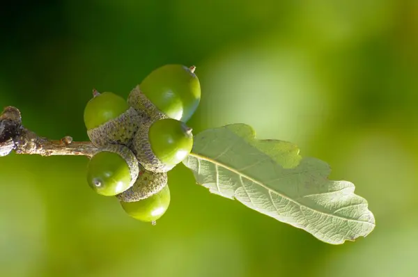 Dal Üzerinde Meşe Palamudu Ngiliz Meşesi Quercus Robur — Stok fotoğraf