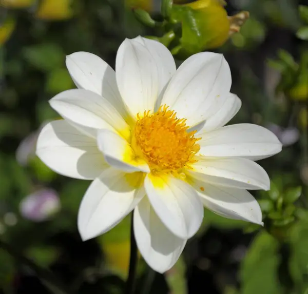 Dalia Una Sola Floración Jardín Dalia Blanca —  Fotos de Stock