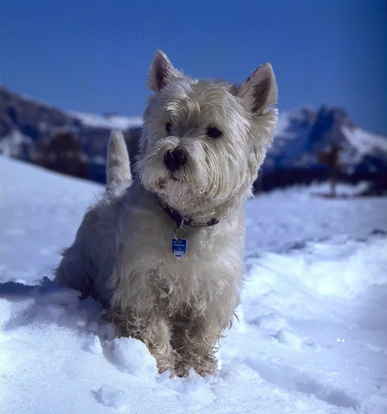 Widok White Terrier Śniegu Bliska — Zdjęcie stockowe
