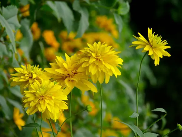 庭に咲く黄色いジュエリー ダリア — ストック写真