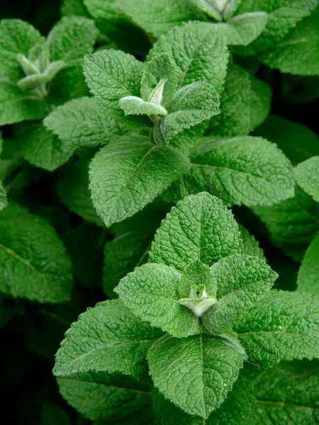 Peppermint Garden Close View — Stock Photo, Image