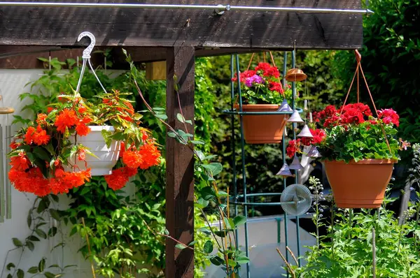 Hanging geraniums as a hanging basket plant with begonias