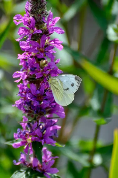 Butterfly Cabbage White Butterfly Flower Loosestrife Blooming Pond — Stock Photo, Image