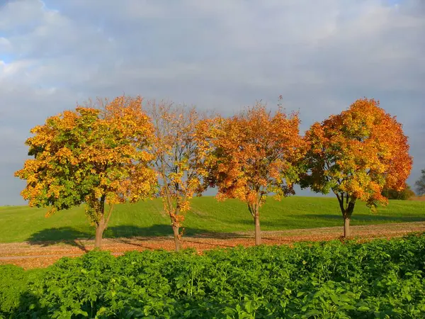 Deciduous Trees Autumn Maple Trees Autumn Sinsheim — Stock Photo, Image