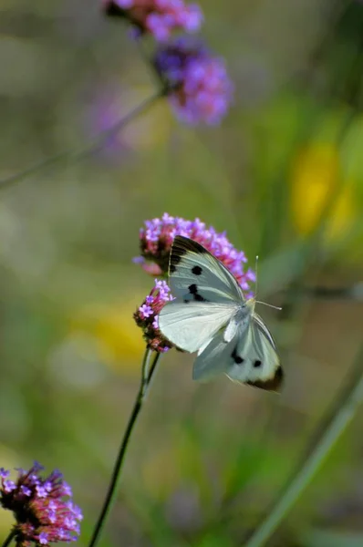 Πεταλούδα Στο Λουλούδι Λάχανο Λευκή Πεταλούδα — Φωτογραφία Αρχείου