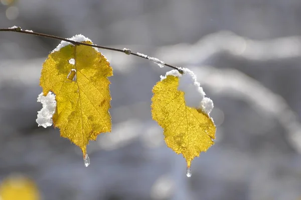 Folhas Faia Neve Com Floresta Caduca Inverno — Fotografia de Stock
