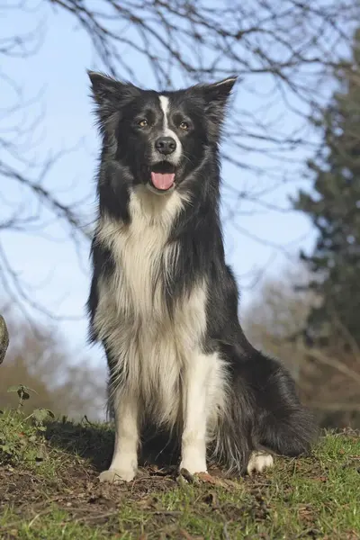 Vacker Gräns Collie Hund Naturen Bakgrund — Stockfoto