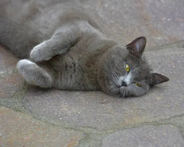 Carthusian Cat Lying Stone Street — Stock Photo, Image