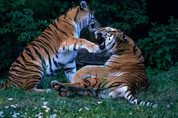 Tigre Siberiano Panthera Tigris Altaica Zoológico Tigre Siberiano Tigre Amur — Fotografia de Stock