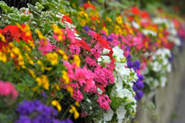 Flowering Baroque Flowerbeds Palace Park — Stock Photo, Image
