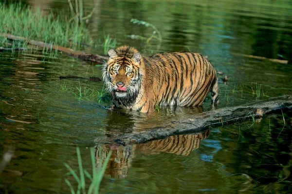 西伯利亚虎 Panthera Tigris Altaica 或阿穆尔虎在水里洗澡 — 图库照片