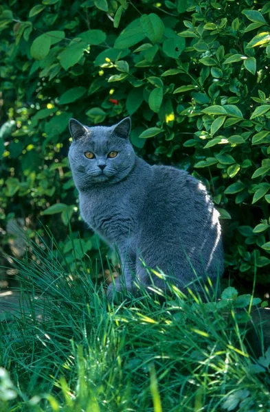 Domácí Kočka Sedí Letní Zahradě — Stock fotografie
