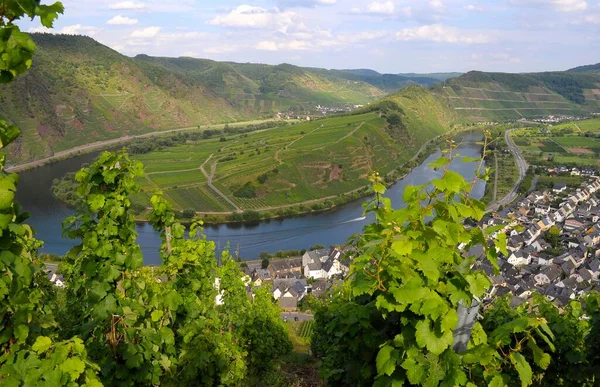 Rhineland Palatinate Bremm Moselle District Cochem Zell Moselle Benend — 图库照片