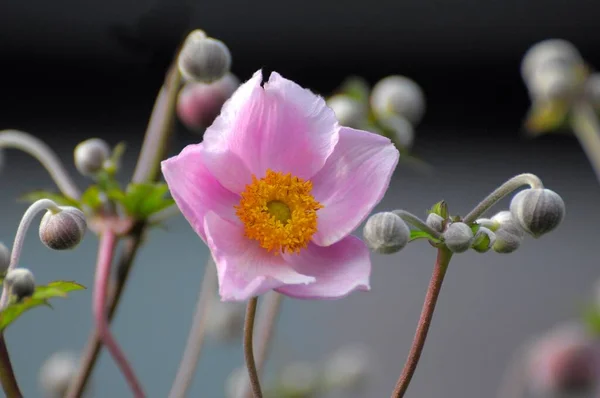 Japanische Anemone Blüht Garten — Stockfoto