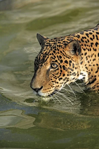 Jaguar Panthera Onca Pantanal Brasil Adulto Hombre Retrato Agua Jaguar —  Fotos de Stock