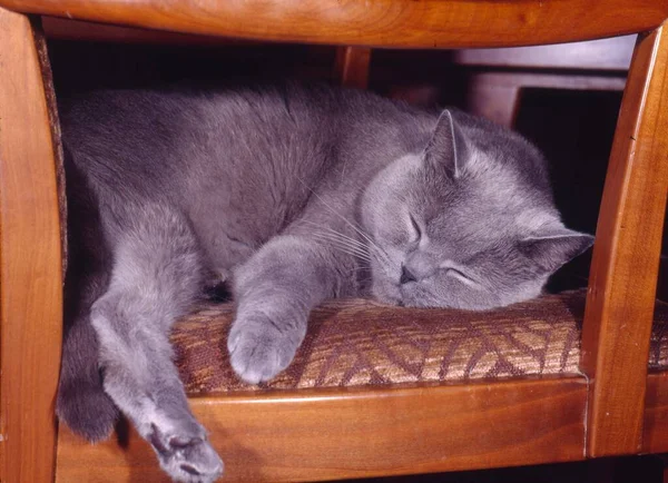 Young Cat Sleeping Chair — Stock Photo, Image