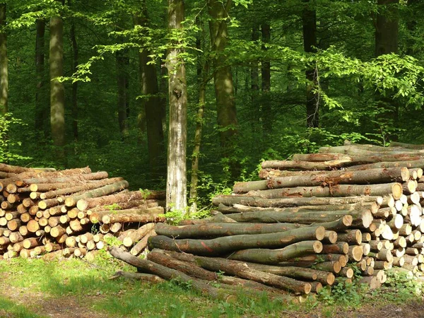 Firewood Spring Forest Long Wood — Stock Photo, Image