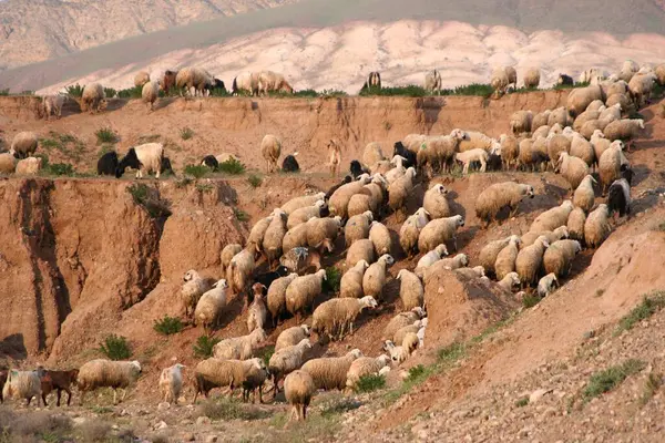 Flock Sheep Takes Slope Tuz Turkey Asia — Stock Photo, Image