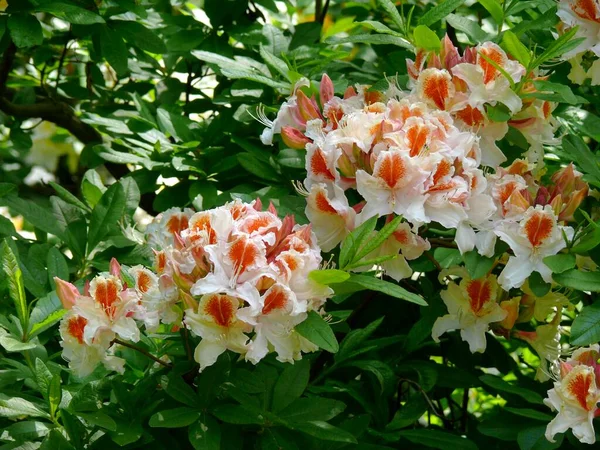 Floraison Rhododendron Dans Jardin Azalée — Photo