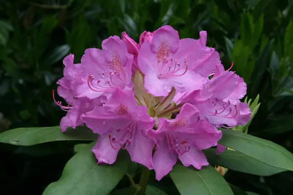 Florescendo Rhododendron Vista Close — Fotografia de Stock
