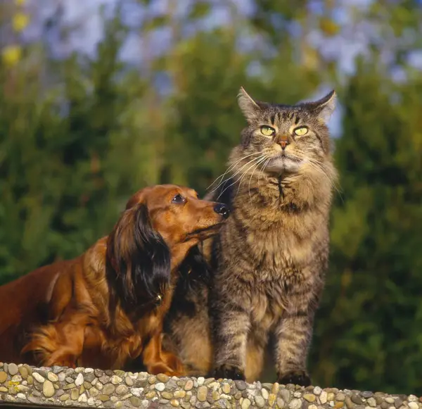 Vista Perto Cão Dachshund Com Gato — Fotografia de Stock