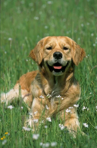 Golden Retriever Dog Outdoors — Stock Photo, Image