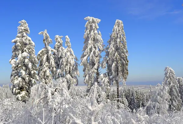 Schwarzwald Winter Fichtenwald Hochschwarzwald Verschneite Landschaft Verschneite Verschneite Tanne Verschneite — Stockfoto