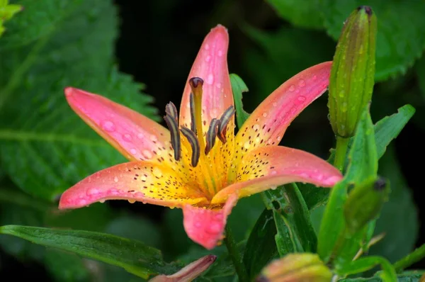 Kertben Virágzó Liliom — Stock Fotó