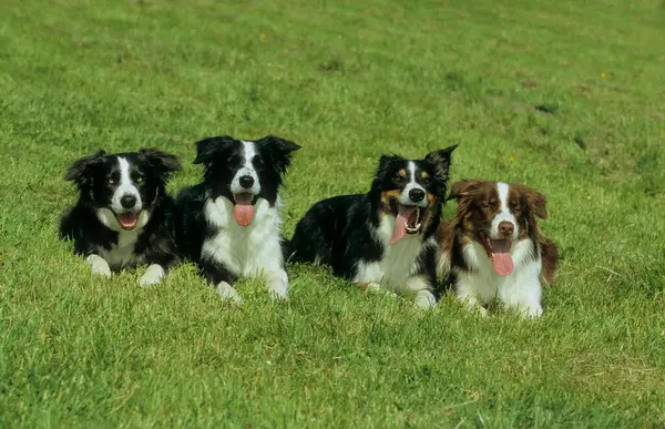 4 four Border Collie\'s on the meadow, puppies, FCI, standard no. 297