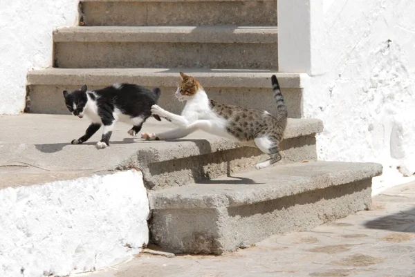 Две Домашние Кошки Дерутся Додеканес Греция Две Кошки Дерутся Греция — стоковое фото