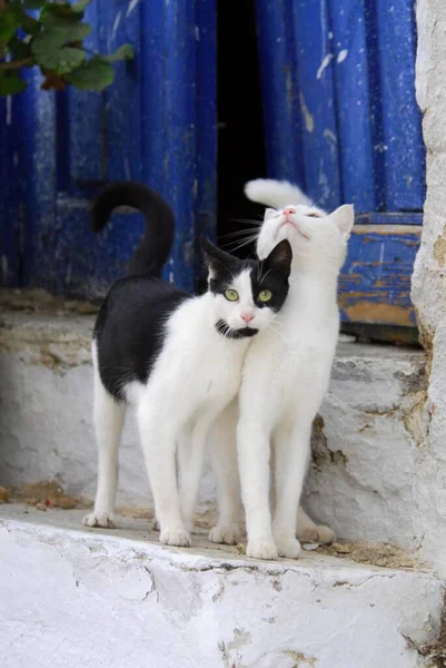 Dos Gatos Domésticos Blanco Negro Frotando Sus Cabezas Juntos Frente — Foto de Stock