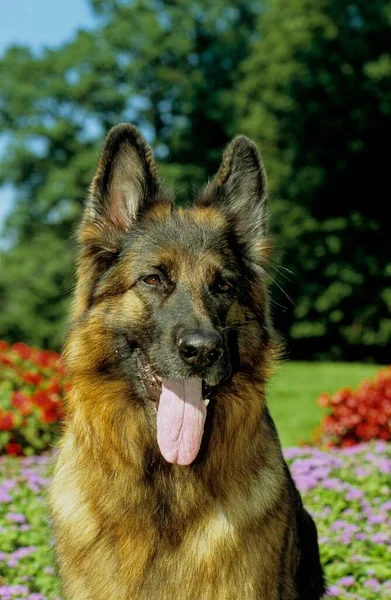 Yaşlı Alman Çoban Köpeği Yavru Köpek — Stok fotoğraf