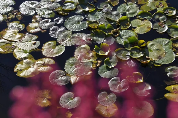秋天的花园池塘 水百合池塘 — 图库照片