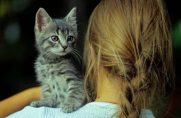 Dívka Kočkou Rameni — Stock fotografie